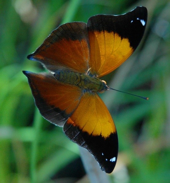 Photo:  Leafwing butterfly